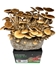 Pioppino (Black Poplar)  Mushroom Grow Kit (5lbs)  - PIO5