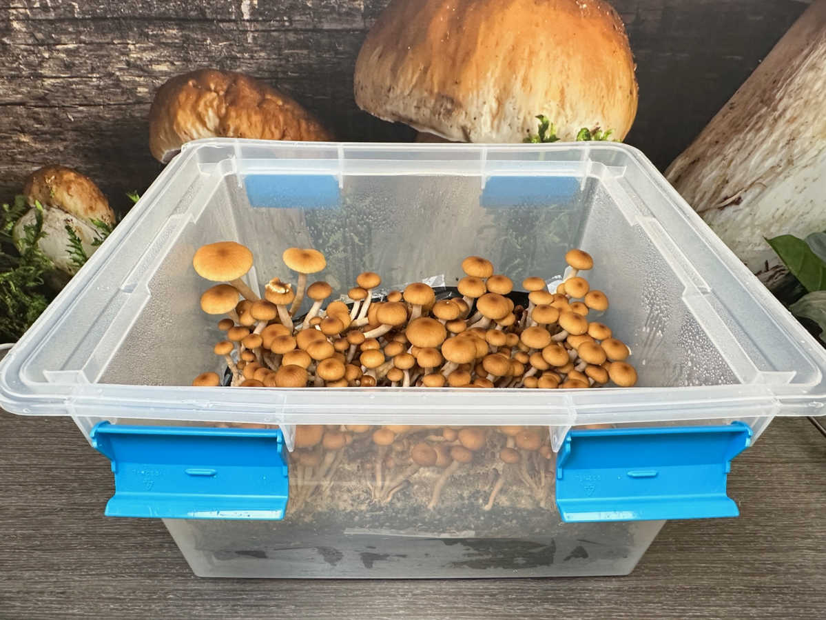 https://www.mycolabs.com/resize/Shared/Images/Product/32-Quart-Monotub-Fruiting-Chamber-with-Filter-Disks-and-Liner/32_quart_bin.jpg?bw=1000&w=1000&bh=1000&h=1000