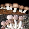 ABM Mushroom Liquid Culture Syringe (10cc)   ABM mushroom