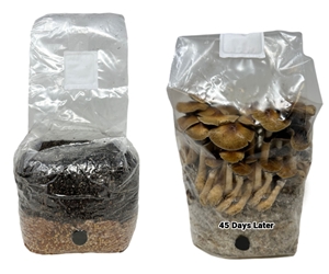 All-in-One Mushroom Grow Bag (4 lbs) for Manure Loving Mushrooms 
