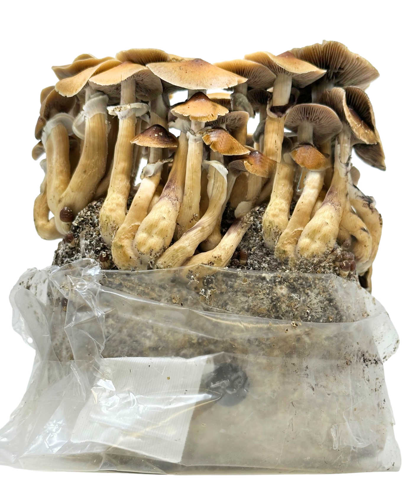 4 lbs All in One Mushroom Grow Bags | Midwest Grow Kits