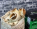 All-in-One Mushroom Grow Bag (4 lbs) for Manure Loving Mushrooms - ALL1