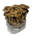 All-in-One Mushroom Grow Bag (4 lbs) for Manure Loving Mushrooms - ALL1