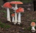 Amanita Muscaria (Fly Agaric) Liquid Culture Syringe (10cc)   - AML10