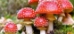 Amanita Muscaria (Fly Agaric) Liquid Culture Syringe (10cc)   - AML10