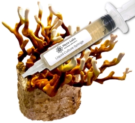 Close-up of a clear liquid culture syringe labeled ‘Myco Labs Liquid Culture Syringe’ placed beside branching, brownish-gold antler reishi mushrooms growing on a substrate block