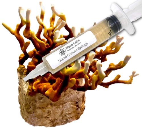 Close-up of a clear liquid culture syringe labeled ‘Myco Labs Liquid Culture Syringe’ placed beside branching, brownish-gold antler reishi mushrooms growing on a substrate block