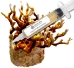 Close-up of a clear liquid culture syringe labeled ‘Myco Labs Liquid Culture Syringe’ placed beside branching, brownish-gold antler reishi mushrooms growing on a substrate block