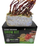 Close-up of a myco labs Antler Reishi Mushroom Grow Kit branching, brownish-gold antler reishi mushrooms growing on a substrate block