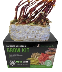 Close-up of a myco labs Antler Reishi Mushroom Grow Kit branching, brownish-gold antler reishi mushrooms growing on a substrate block