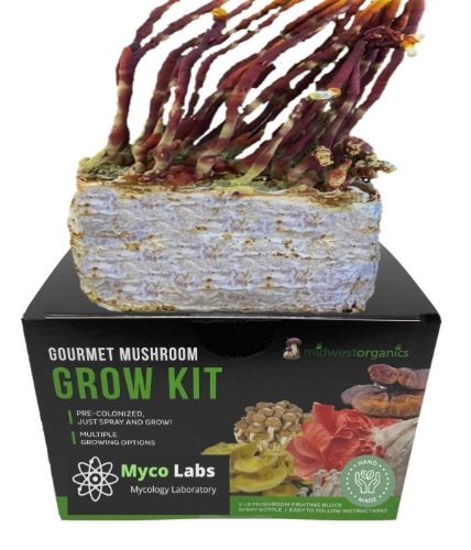 Close-up of a myco labs Antler Reishi Mushroom Grow Kit branching, brownish-gold antler reishi mushrooms growing on a substrate block