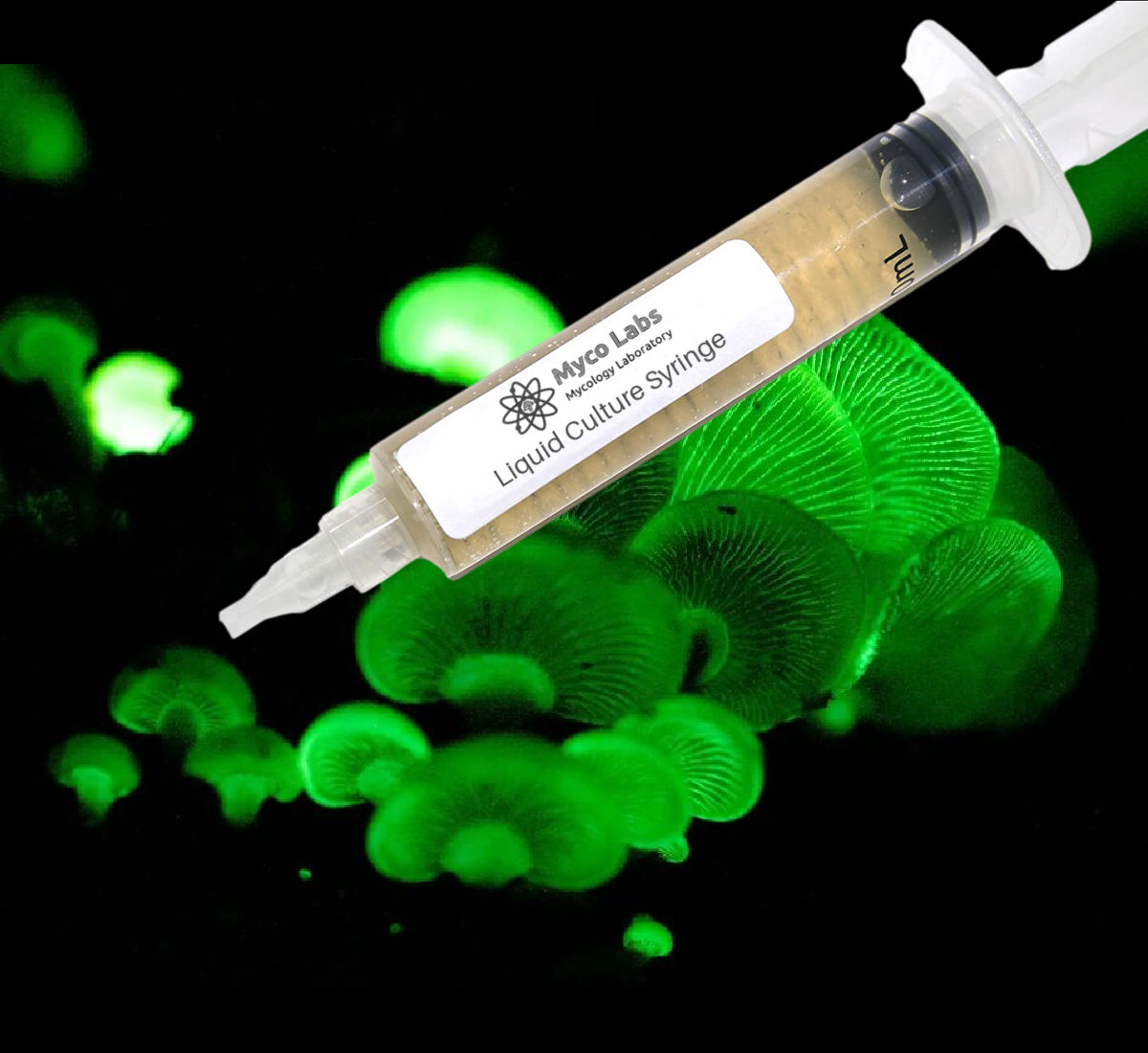Bioluminescence Panellus Stipticus Liquid Culture Syringe (10cc) Bioluminescent Panellus Stipticus