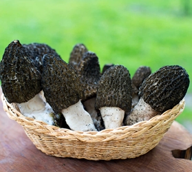 Black Morel Liquid Culture Syringe (10cc)  Black Morels,truffle