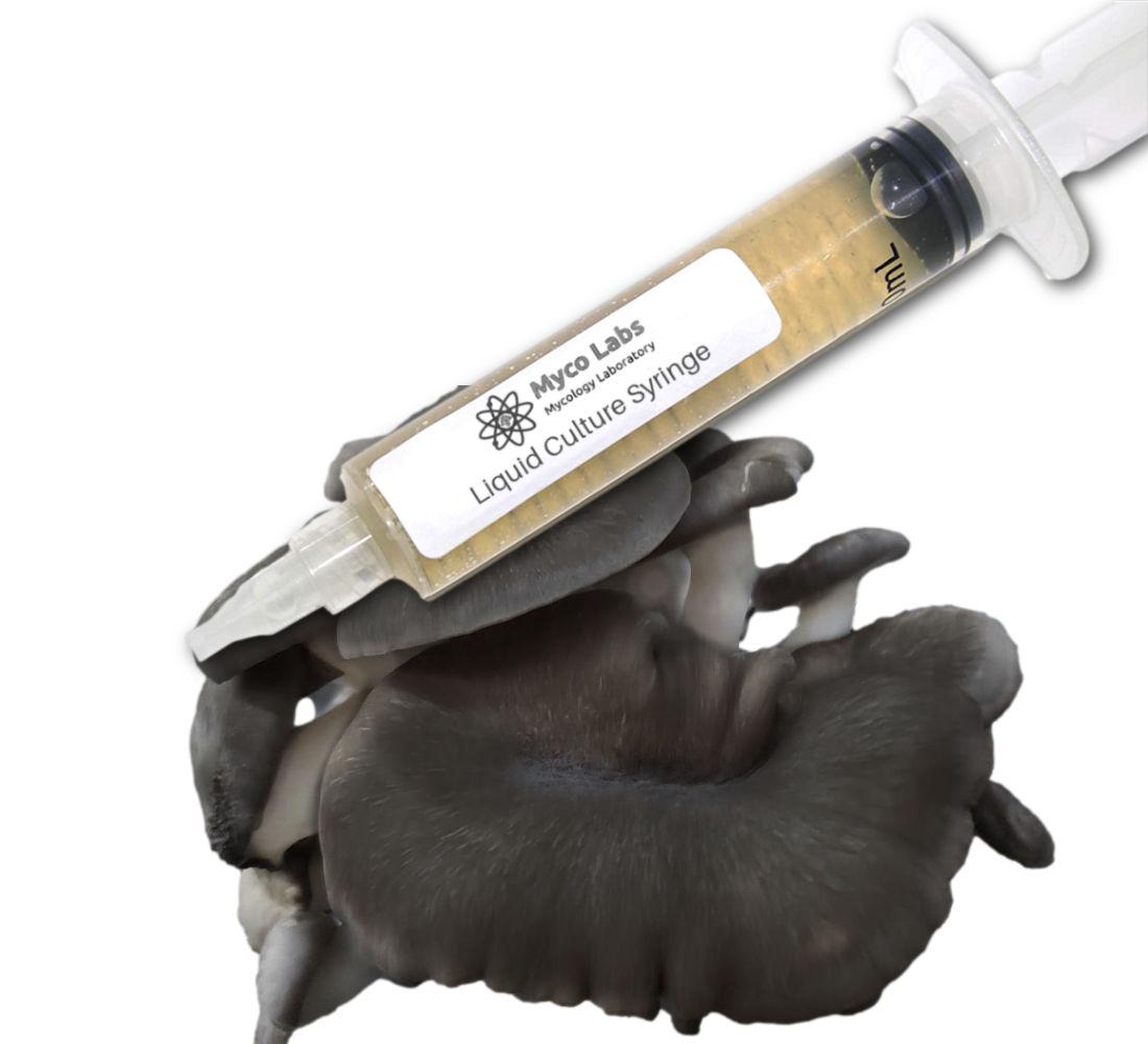 Black Pearl King Oyster Liquid Culture Syringe (10cc)  Black Pearl King