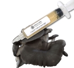 Black Pearl King Oyster Liquid Culture Syringe (10cc)  Black Pearl King