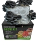 Black Pearl King Oyster Mushroom Grow Kit (5lbs)  