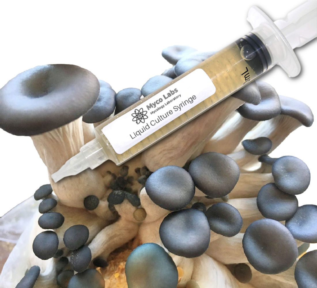 Close-up of a clear liquid culture syringe labeled ‘Myco Labs Liquid Culture Syringe’ placed in front of a cluster of blue oyster mushrooms with smooth, dark greyish-blue caps