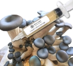 Close-up of a clear liquid culture syringe labeled ‘Myco Labs Liquid Culture Syringe’ placed in front of a cluster of blue oyster mushrooms with smooth, dark greyish-blue caps