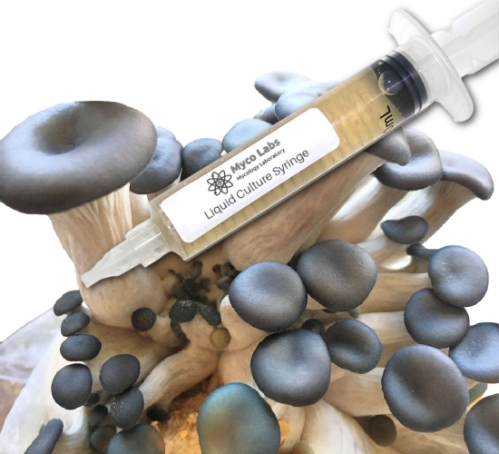 Close-up of a clear liquid culture syringe labeled ‘Myco Labs Liquid Culture Syringe’ placed in front of a cluster of blue oyster mushrooms with smooth, dark greyish-blue caps