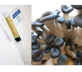 Blue Oyster Liquid Culture Syringe (10cc)  Blue oyster