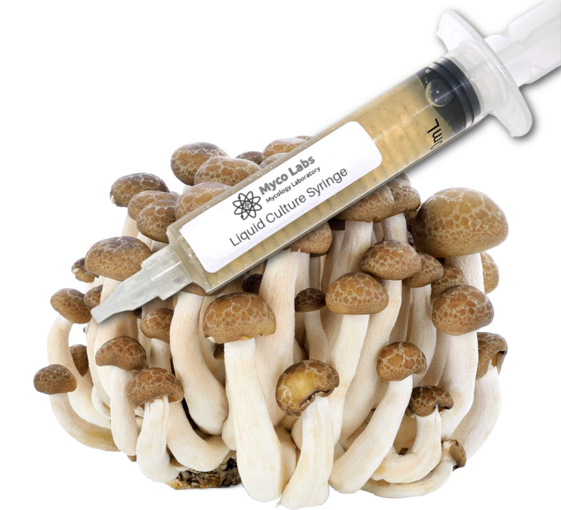 Brown Beech Liquid Culture Syringe (10cc)   Brown Beech, liquid culture, liquid culture syringe, brown beech liquid culture syringe, shimeji liquid culture