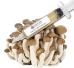 Brown Beech Liquid Culture Syringe (10cc)   - BRB10