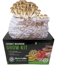 Brown Beech Mushroom Grow Kit (5lbs)  brown beech, shimeji, buna shimeji, mushroom, mushrooms, grow kit, mushroom grow kit, gourmet mushrooms, health benefits, cooking, delicious, flavor, growing