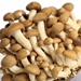 Brown Beech Mushroom Grow Kit (5lbs)  - BBG1