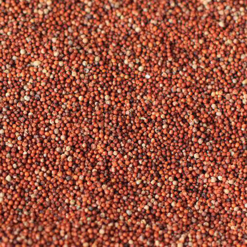 Bulk Red Millet Grain (20 Pounds)