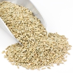 Bulk Rye Berries (Select a Size) organic rye berries, mushroom spawn, nutrient-rich composition, sterilization, moisture retention properties, compatibility with mushroom species, robust mushroom growth, mycelium colonization, oyster mushrooms, organic practices, bulk rye, organic rye berries, 40 pound bag