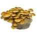 Chestnut Mushroom Grow Kit (5lbs)   - CHST1