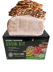 Chestnut Mushroom Grow Kit (5lbs)   chestnut mushroom, portobello, portobellos, mushroom, mushrooms, grow kit, mushroom grow kit, gourmet mushrooms, health benefits, cooking, delicious, flavor, growing, easy to grow