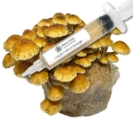 Close-up of a clear liquid culture syringe labeled ‘Myco Labs Liquid Culture Syringe’ placed next to a dense cluster of golden-brown chestnut mushrooms growing on a substrate block