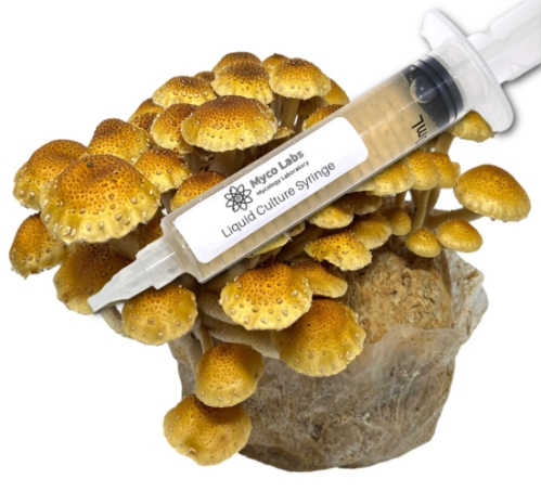 Close-up of a clear liquid culture syringe labeled ‘Myco Labs Liquid Culture Syringe’ placed next to a dense cluster of golden-brown chestnut mushrooms growing on a substrate block