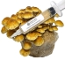 Close-up of a clear liquid culture syringe labeled ‘Myco Labs Liquid Culture Syringe’ placed next to a dense cluster of golden-brown chestnut mushrooms growing on a substrate block