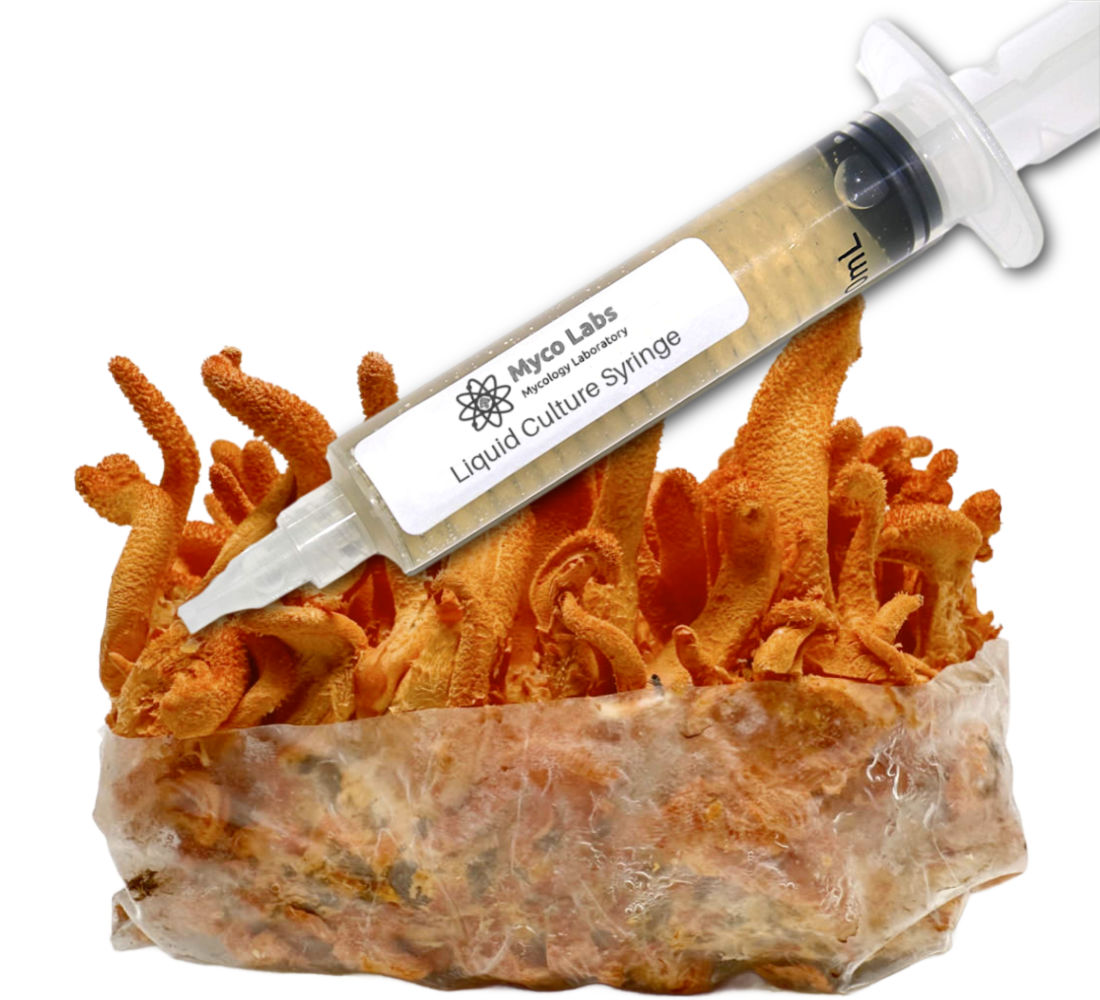 Close-up of a clear liquid culture syringe labeled ‘Myco Labs Liquid Culture Syringe’ positioned in front of bright orange cordyceps mushrooms growing on a substrate block