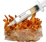 Close-up of a clear liquid culture syringe labeled ‘Myco Labs Liquid Culture Syringe’ positioned in front of bright orange cordyceps mushrooms growing on a substrate block