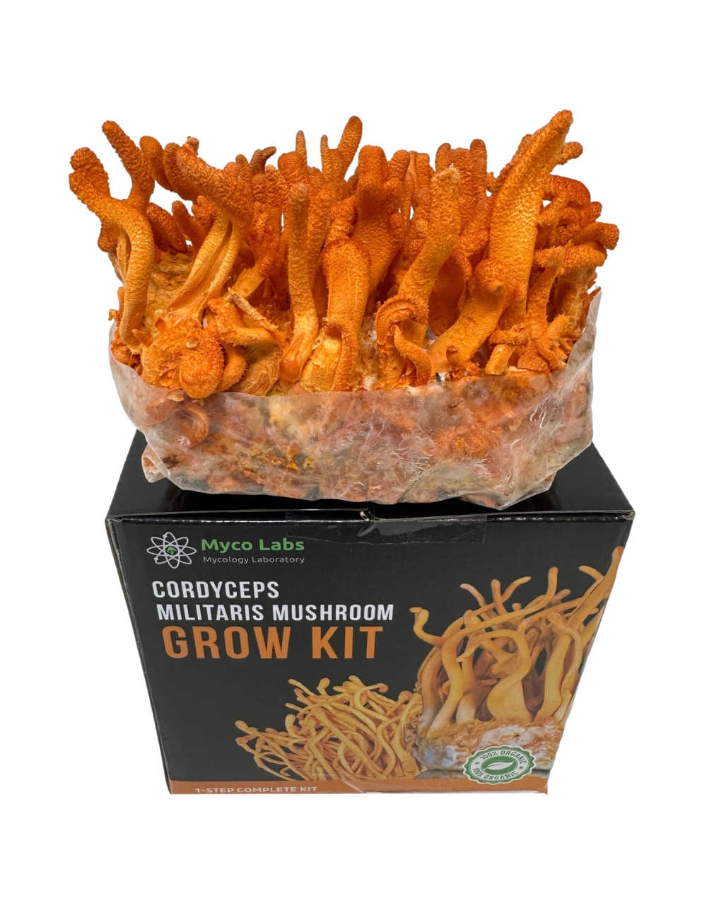 Cordyceps Militaris Ready To Grow Spawn Bag Grow Kit 