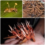 Cordyceps Ophiocordyceps Sinensis Liquid Culture Syringe The Zombie Insect Killer (10cc) Cordyceps Militaris, Mushroom Liquid Culture Syringe, cordyceps liquid culture syringe, cordyceps militaris liquid culture, cordyceps liquid culture