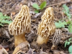 Golden Yellow Morel Liquid Culture Syringe (10cc)   Black Morels,truffle, golden morel, morel