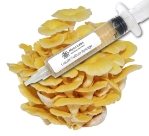 Close-up of a clear liquid culture syringe labeled ‘Myco Labs Liquid Culture Syringe’ placed next to a vibrant cluster of bright yellow golden oyster mushrooms with layered caps.