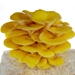 Golden (Yellow) Oyster Liquid Culture Syringe (10cc)  - GLD10