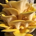 Golden (Yellow) Oyster Mushroom Grow Kit (5lbs)  - GOY5