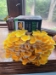 Golden (Yellow) Oyster Mushroom Grow Kit (5lbs)  - GOY5