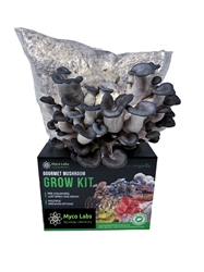 King Blue Oyster Mushroom Grow Kit (5lbs)   King blue oyster, mushroom, grow kit, gourmet, health, benefits, cooking, delicious, flavor, growing, easy, beginner