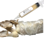 Picture of King Trumpet Oyster Mushroom grow kit