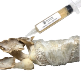 Picture of King Trumpet Oyster Mushroom grow kit
