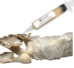 Picture of King Trumpet Oyster Mushroom grow kit
