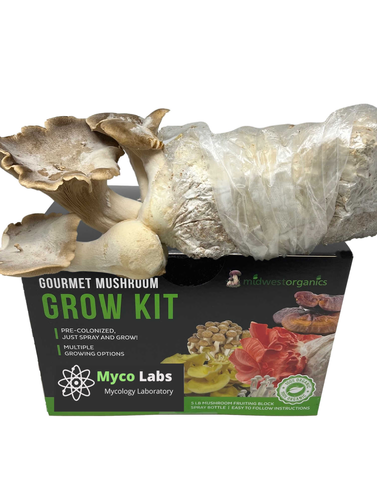 Mycélium Trompette de la Mort - Kit culture Champignons - grow mushrooms kit
