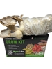 King Trumpet Oyster Mushroom Grow Kit (5lbs)    king trumpet oyster, king trumpet oyster mushroom, king trumpet mushroom, king oyster, king oyster mushroom, mushrooms, grow kit, mushroom grow kit, mushroom growing kit, health benefits, easy, growing, cooking, delicious, flavor